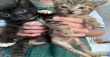 Mixed Breed cats - Advert 12