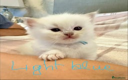 Ragdoll cats for sale: 5 beautiful and healthy Ragdoll kittens - Image 15