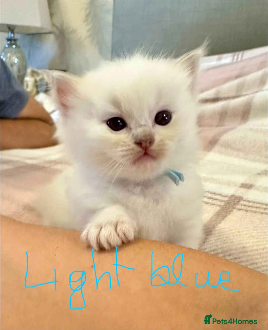 Ragdoll cats for sale: 5 beautiful and healthy Ragdoll kittens - Image 15