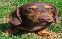 Dachshund dogs for sale: Quality miniture dachshund forSale Ready now  - Image 9