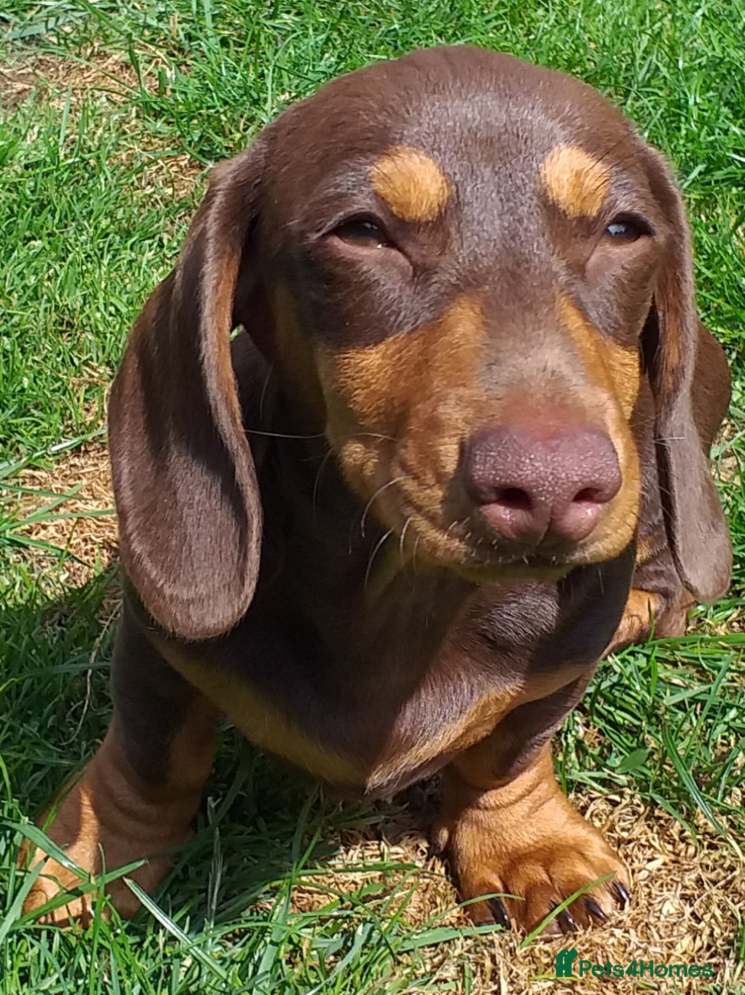 Dachshund dogs for sale: Quality miniture dachshund forSale Ready now  - Image 9