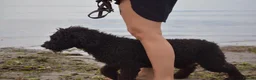Spanish Water Dog dogs for sale: KC Spanish Water Dog Pups-Coastal Raised with ENS  - Advert 3