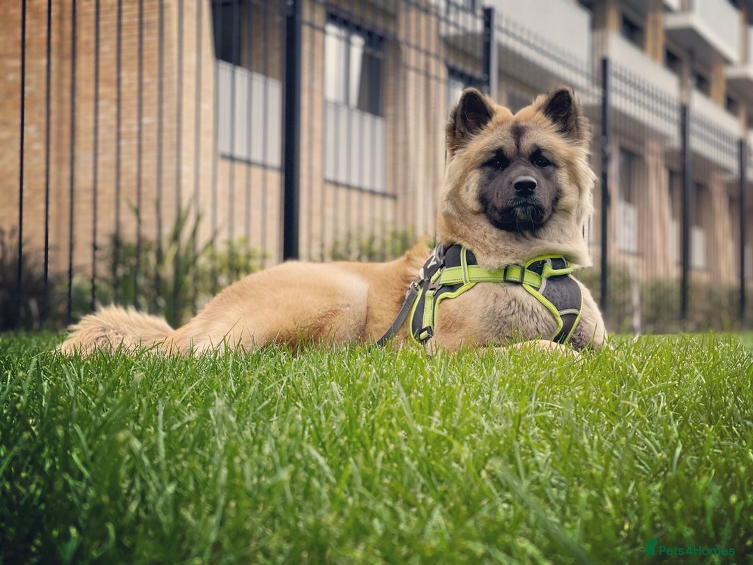 Akita dogs for sale: American Akita puppies - Advert 14