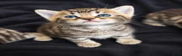 Bengal cats for sale: Bengal Kittens Looking for Their Forever Homes  - Advert 17