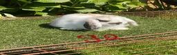 Mini Lop rabbits for sale: Pure bred mini lops baby Rabbits. - Advert 17
