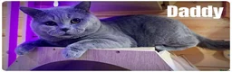 Scottish Fold cats for sale: Beautiful Scottish Fold,British & Munchkin Kittens - Advert 8