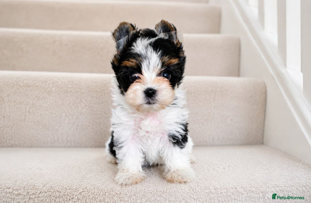 Yorkshire Terrier dogs 🐾 Tiny Yorkshire Terrier Boys – Ready Now 🐾 - Advert 1