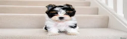Yorkshire Terrier dogs for sale: 3 Tiny Yorkie Boys – Vaccinated & Ready - Advert 19