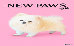 Pomeranian dogs for stud: Pierre stunning white TINY teddy Pom STUD ONLY in Romford - Image 1