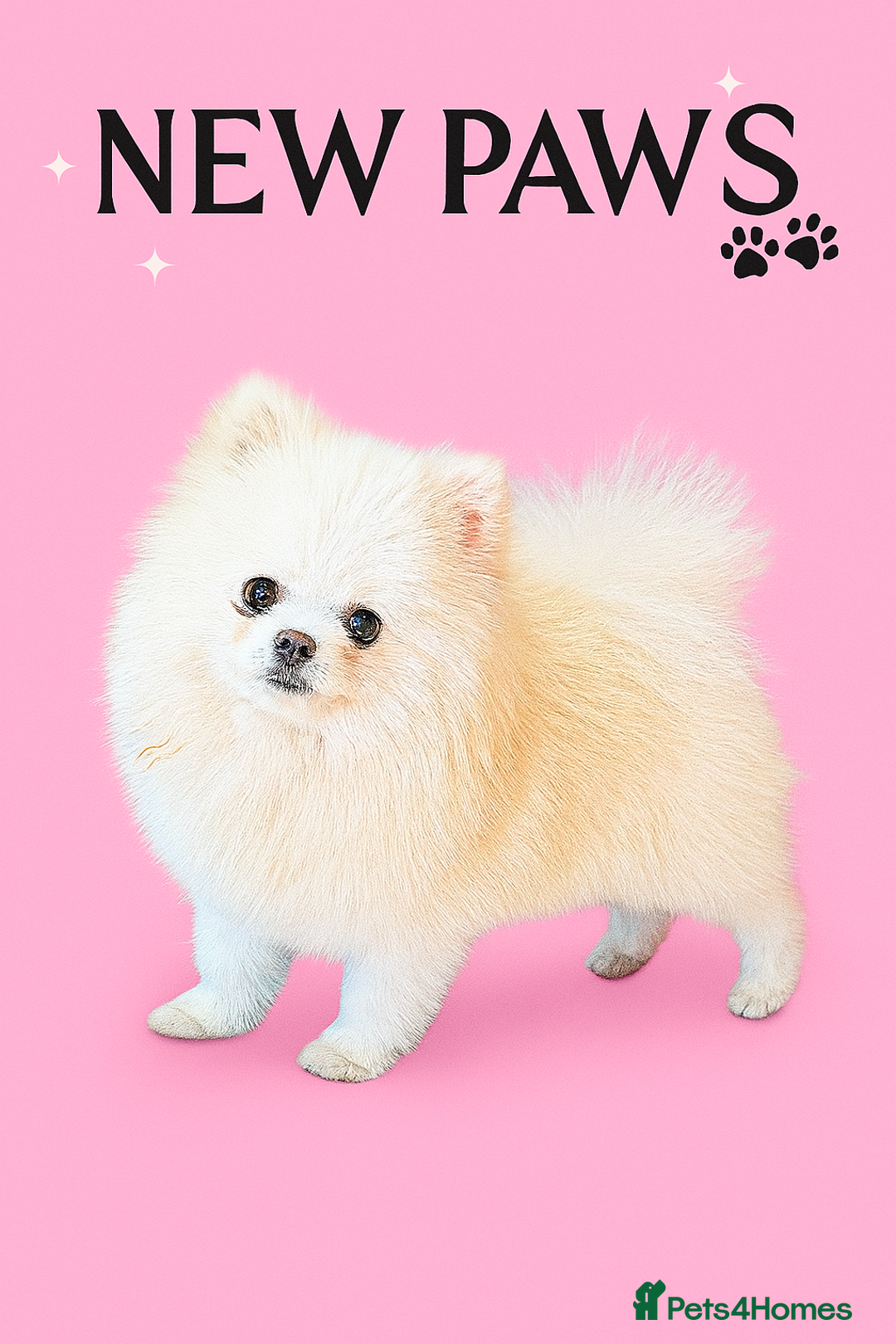 Pomeranian dogs for stud: Pierre stunning white TINY teddy Pom STUD ONLY in Romford - Image 1