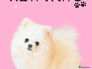 Pomeranian dogs in Romford - Advert 25