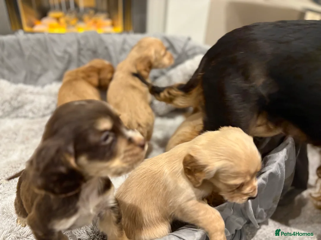 Cockapoo dogs for sale: F1 cockapoo - Advert 8