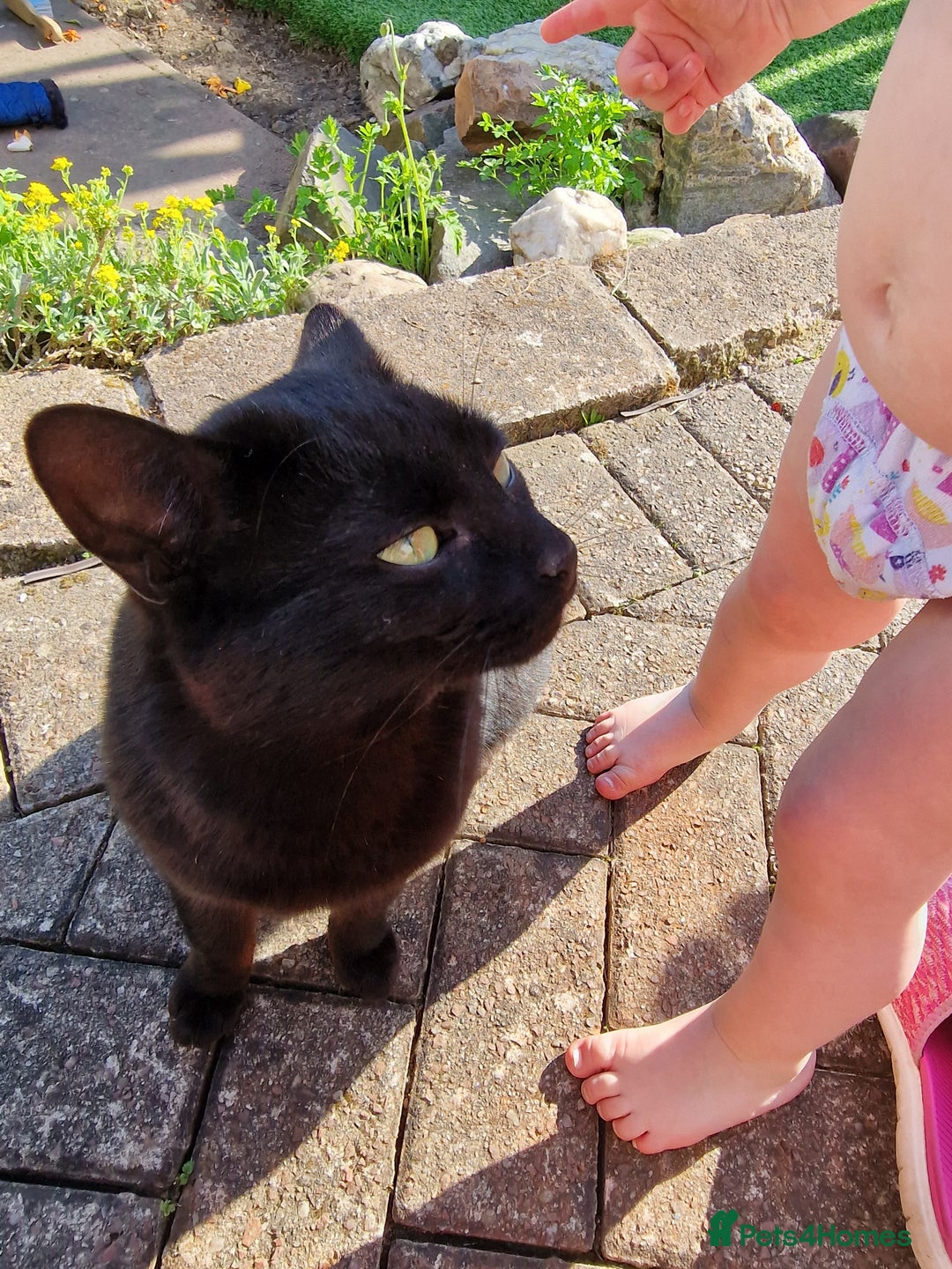 Mixed Breed cats for sale: Beautiful boy looking for his forever home - Image 7