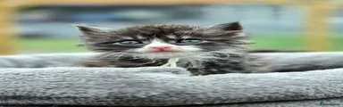 Maine Coon Kitten 1