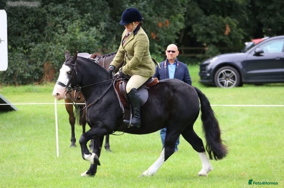 Other Breed horses for sale: Pocket rocket all rounder  - Image 5