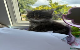 Persian cats for sale: Persian BSH kittens ready next weekend - Image 13