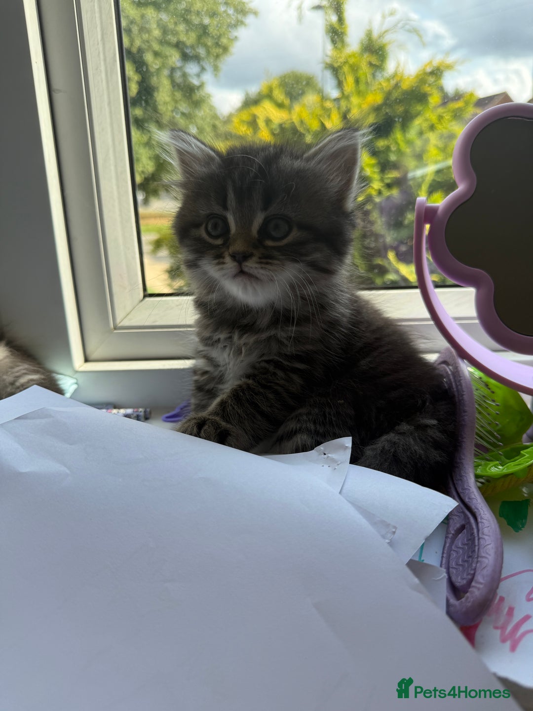Persian cats for sale: Persian BSH kittens ready next weekend - Image 13