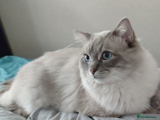 Ragdoll cats 100% proven boy for stud in Wakefield - Advert 6