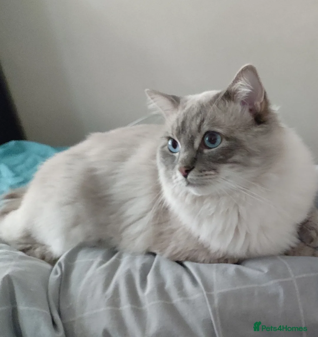 Ragdoll cats for stud: 100% proven boy for stud in Wakefield - Advert 1