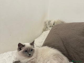 Ragdoll cats Gorgeous pedigree friendly girl kittens - Advert 9