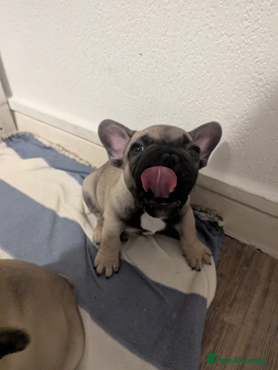 French Bulldog dogs for sale: French Bulldog Puppies  - Image 12