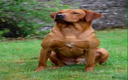 Labrador Retriever dogs for sale: Fox Red Labrador Puppies From Working Parents - Image 8