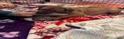 Rhodesian Ridgeback dogs for sale: Exceptionally Health Tested KC Ridgeback Puppies - Advert 28