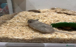 Gerbil rodents for sale: 2 male gerbils for sale - Image 4