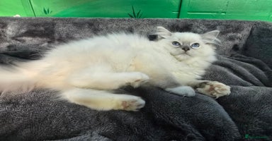 Ragdoll cats - Advert 1