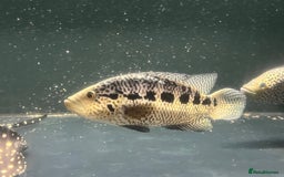 Other/Mixed Breed fish for sale: Predatory fish  - Image 3