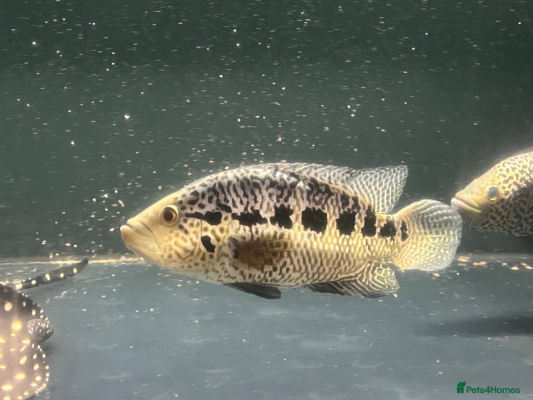 Other/Mixed Breed fish for sale: Predatory fish  - Image 3
