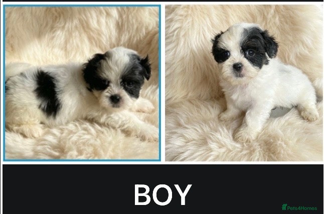 Malshi dogs 💝 SUPER CUTE MALSHI PUPPIES 💝 - Advert 2