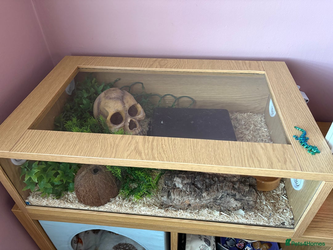 Python Snake reptiles for sale: Male Royal Python - Advert 1