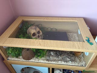 Python Snake reptiles Male Royal Python - Advert 1