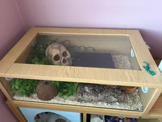 Python Snake reptiles Male Royal Python - Advert 2