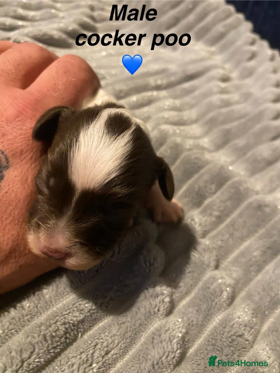 Cockapoo dogs for sale: Cockapoo  in Pershore - Advert 2