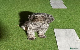 Cockapoo dogs for sale: stunning cockapoos for sale - Image 15