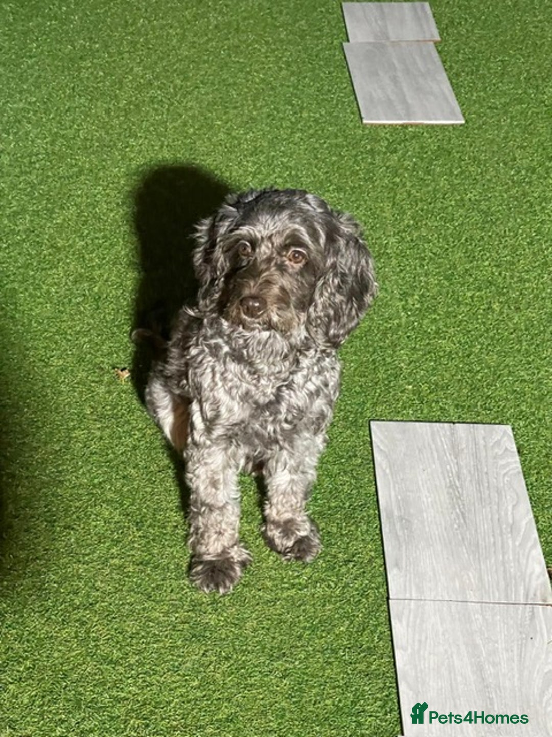 Cockapoo dogs for sale: stunning cockapoos for sale - Image 15