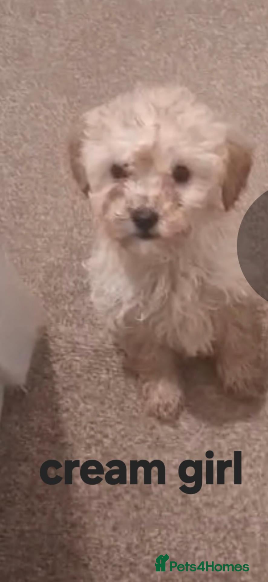 Mixed Breed dogs for sale: Tibetan miniture poodle  - Advert 22