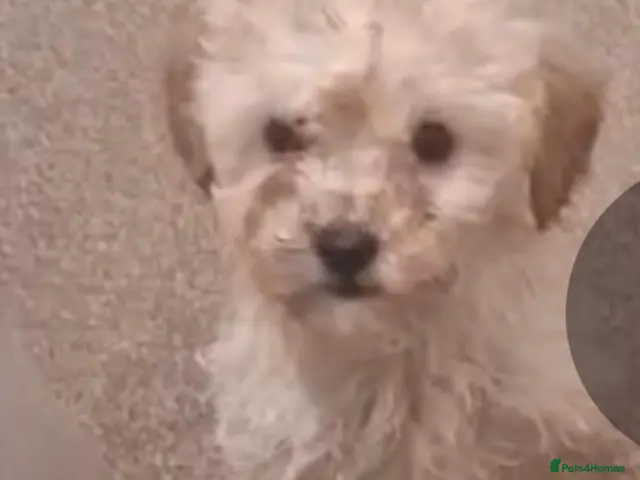 Mixed Breed dogs for sale: Tibetan miniture poodle - Advert 22