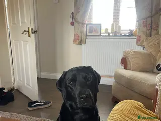 Labrador Retriever dogs Beautiful Labrador Retriever pups - Advert 1