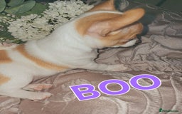 Chihuahua dogs for sale: Chihuahua pups stunning - Image 17