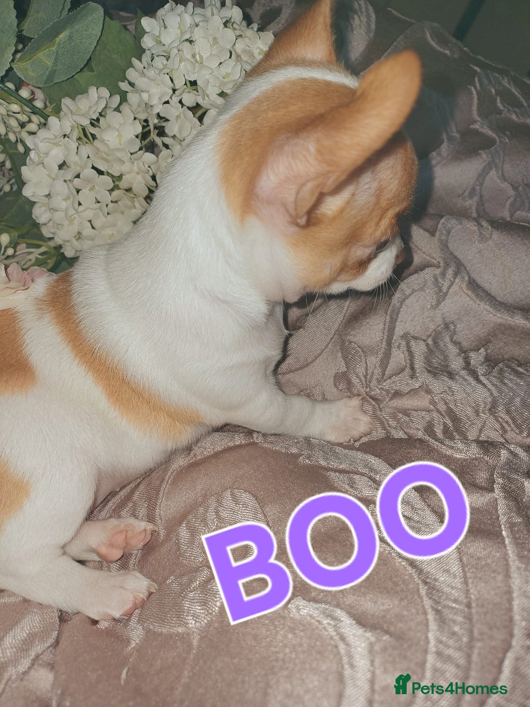 Chihuahua dogs for sale: Chihuahua pups stunning - Image 17