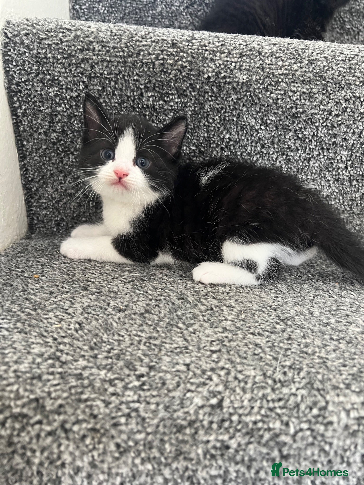 Mixed Breed cats Male Black and White Kitten to be reserved   - Advert 19