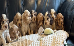 Cocker Spaniel dogs for sale: Outstanding of top quality show type puppies 🌈🐶 - Advert 14