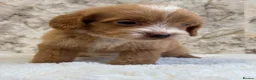 Cockapoo dogs for sale: F1 cockapoo puppies PRA FN clear - Advert 9