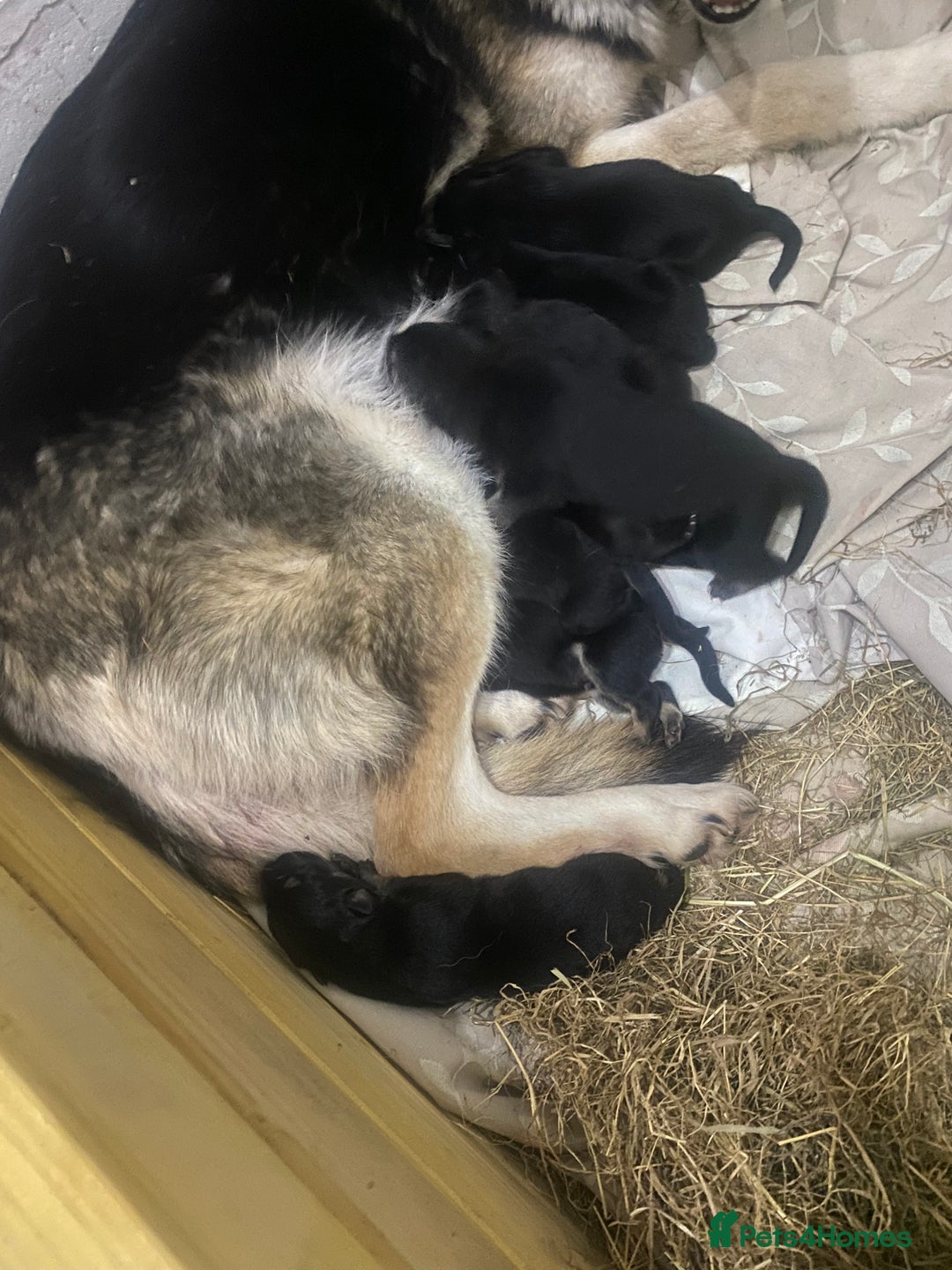 German Shepherd dogs for sale: West German shepherd Puppys  - Advert 3