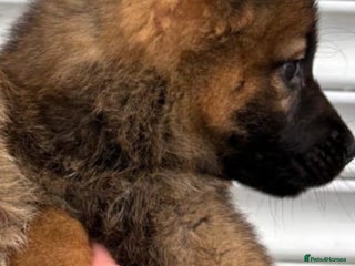 German Shepherd dogs Czech shepherd - Advert 1