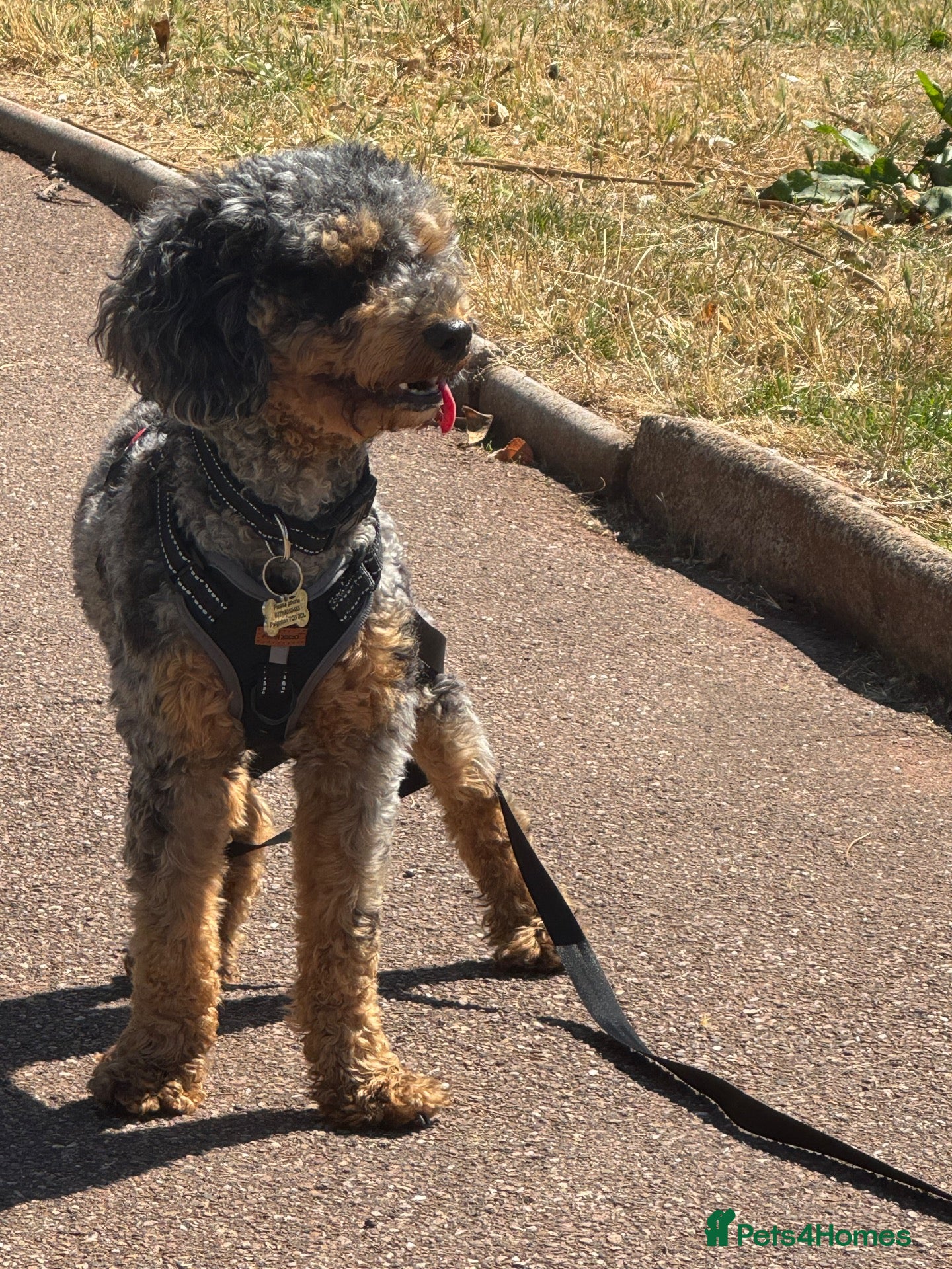 Cockapoo dogs Male merle cockapoo - Advert 1