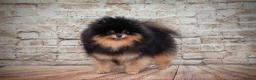 Pomeranian dogs for sale: Xclusive KC register pomeranian puppies in Edgware - Advert 13